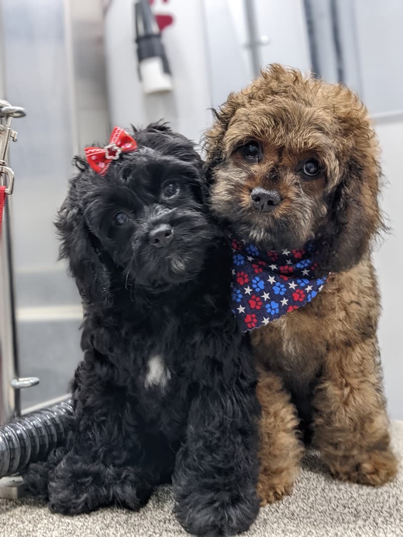 Two freshly groomed doodles sitting side by side indoors, one in a red bow and one in a bandana