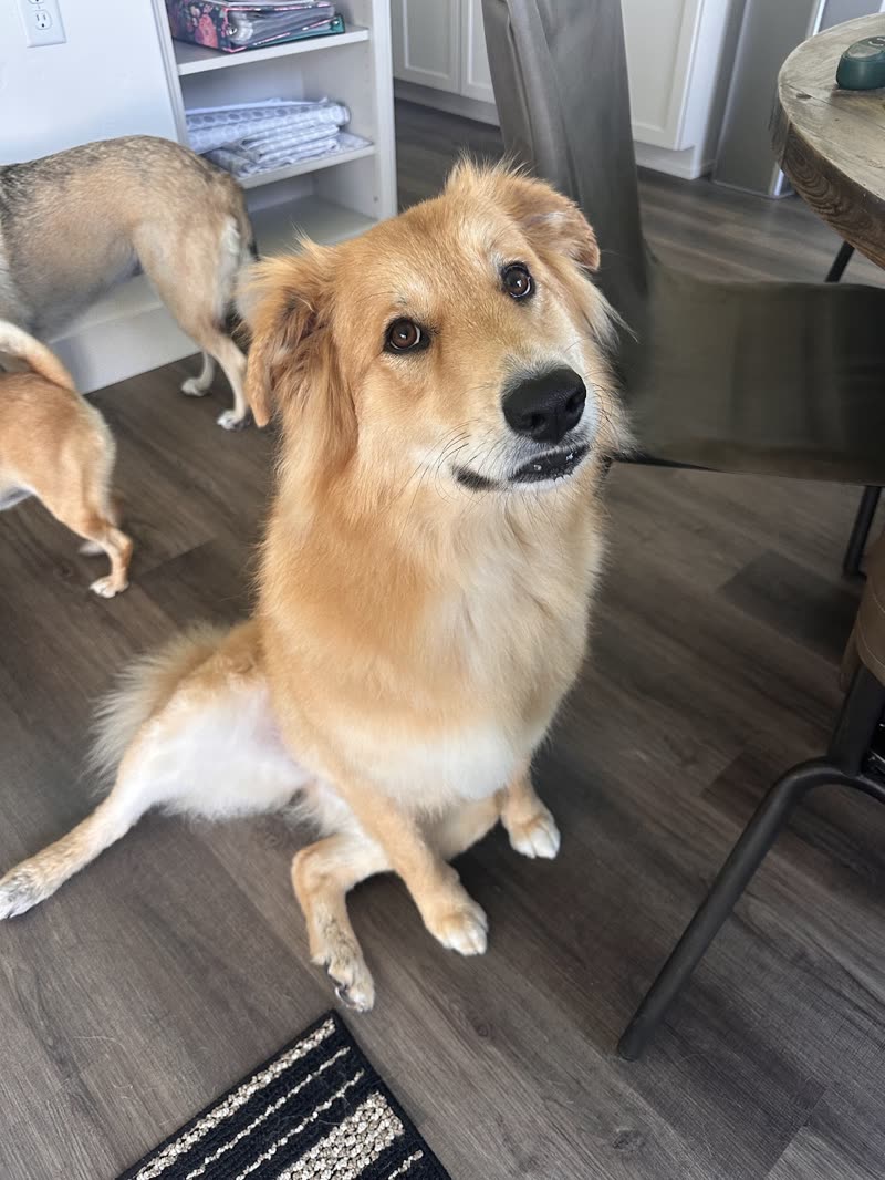 Golden collie-cross lying on a wood floor in a domestic room, a second dog behind