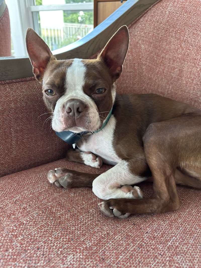 Brown-and-white Boston terrier lying on a rust-coloured armchair by a window