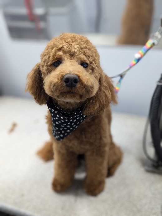 Freshly groomed apricot cockapoo in a navy polka-dot bandana, coat evenly scissored