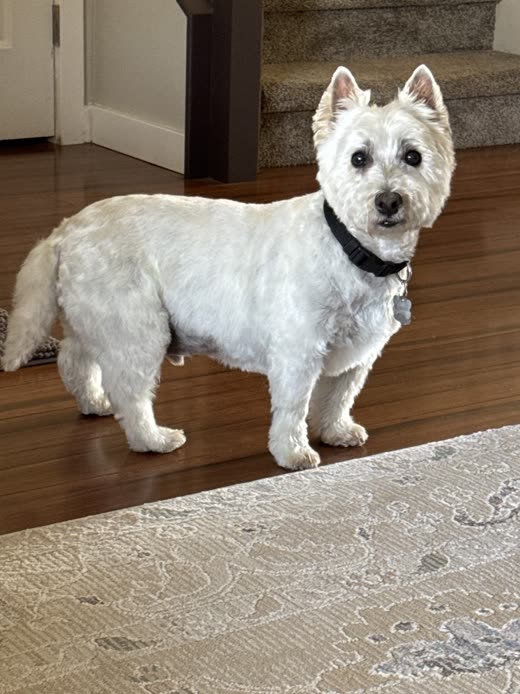 White West Highland terrier standing side-on on a wood floor after a full-body trim