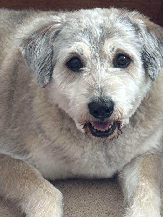 Close-up of a grey-and-white scruffy terrier's face, freshly trimmed around the eyes and muzzle