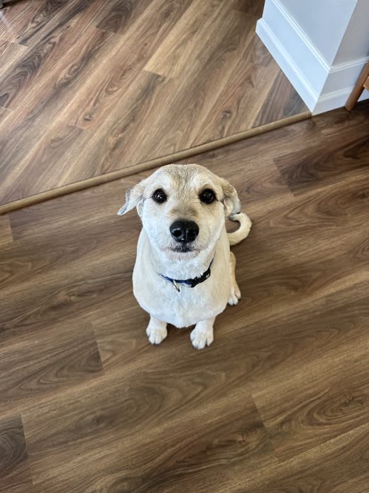 Small white-and-tan terrier cross sitting on a wood floor, looking up