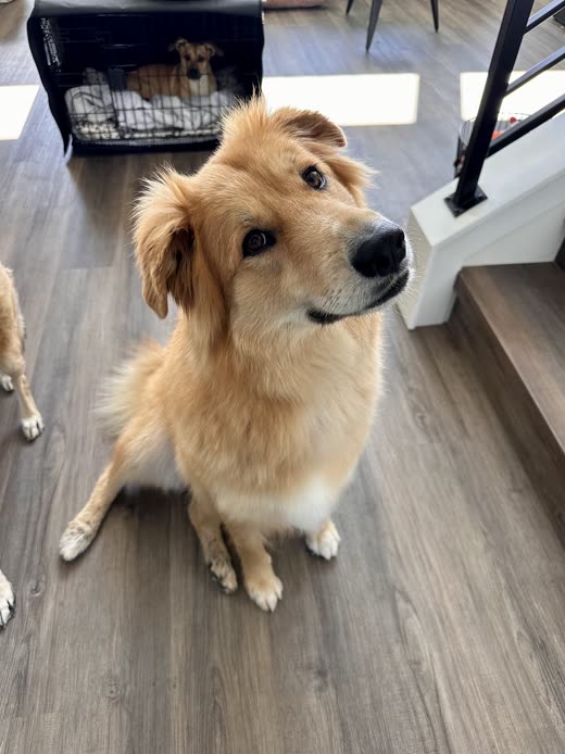 Golden collie-cross sitting on a wood floor looking up at the camera